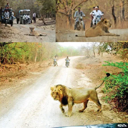 ગામમાં સિંહની એન્ટ્રી… અમરેલીના જંગલો છોડીને વસ્તી સુધી  પહોંચી ગયો, લોકો જોઈ ચોંકી ગયા