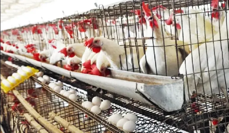 પેકેટ પર ભયાનક ચિત્રો-ચેતવણી સંદેશાઓ... શું તમે હજુ પણ માંસ ખરીદવા માંગો છો?