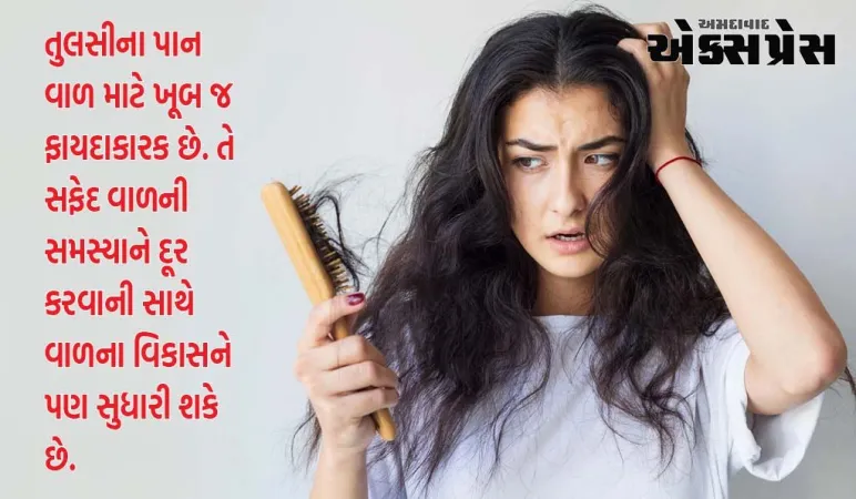 સફેદ વાળથી લઈને ખરતા વાળમાં તુલસીના પાનનો આ રીતે ઉપયોગ કરી શકાય છે