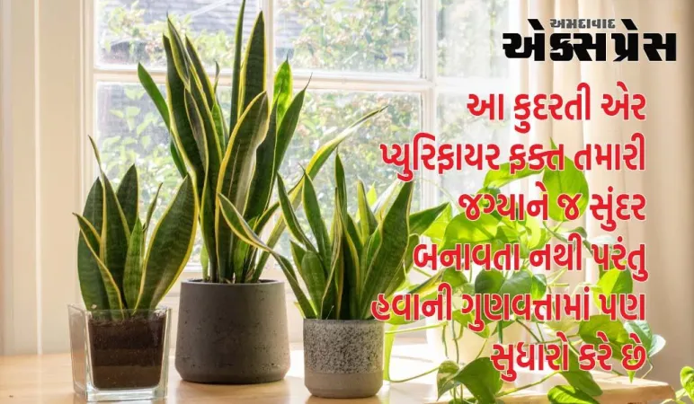 ઓક્સિજન-બુસ્ટિંગ ઇન્ડોર પ્લાન્ટ્સ સાથે તમારી રાતોને પુનર્જીવિત કરો