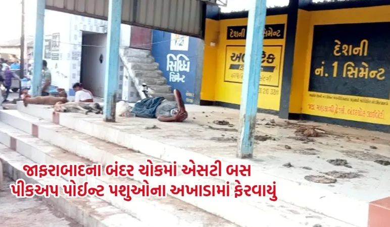 જાફરાબાદના બંદર ચોક ખાતે ST બસ પીકઅપ પોઈન્ટ પર ઢોરનો કબજો, રહીશો રોષે ભરાયા