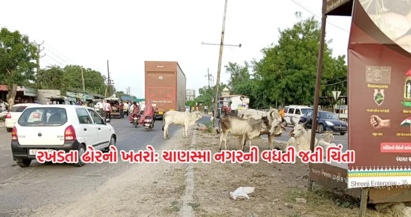 ચાણસ્મા નગર અને તેની આસપાસના હાઇવે પર, રખડતા ઢોરની હાજરી એક ગંભીર મુદ્દો બન્યો 
