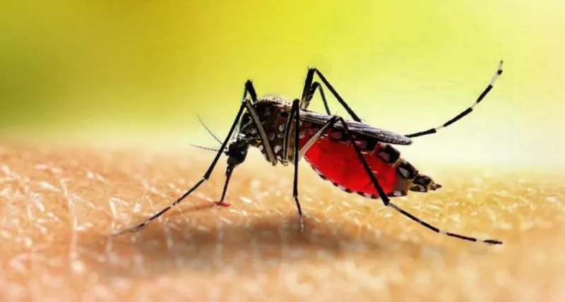 બાંગ્લાદેશમાં ડેન્ગ્યુથી મૃત્યુ પામેલ લોકોની કુલ સંખ્યા હવે વધુ 13 સહિત 1,030 પર પહોંચી 