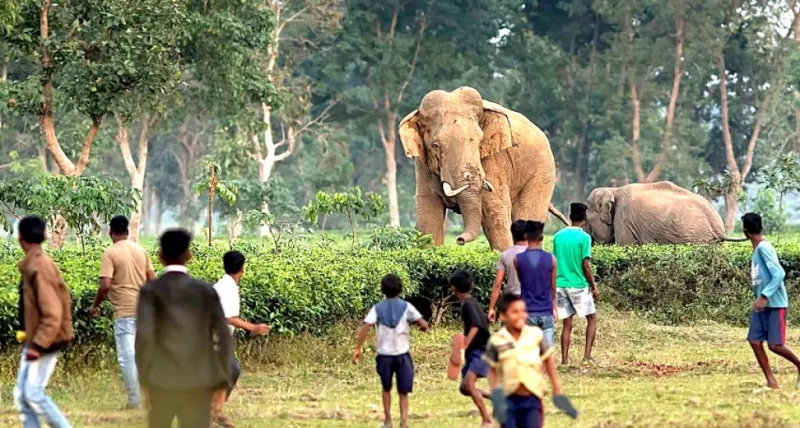 આસામના ગોલપરામાં જંગલી હાથીએ મહિલા પર જીવલેણ હુમલો કર્યો