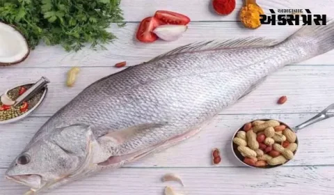 ગુજરાતે આ માછલીને રાજ્યની માછલી કેમ જાહેર કરી, જાણો તેના વિશે બધું