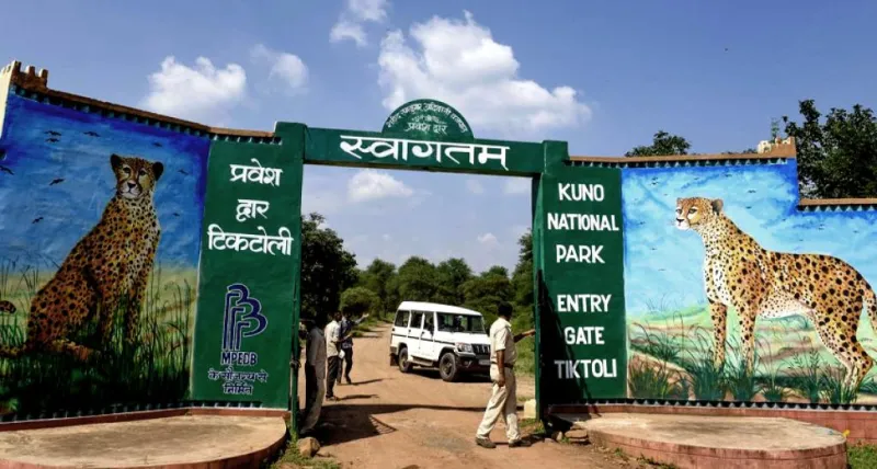 કુનો નેશનલ પાર્કઃ ભારતમાં ચિત્તા અને વાઘનું નવું ઘર