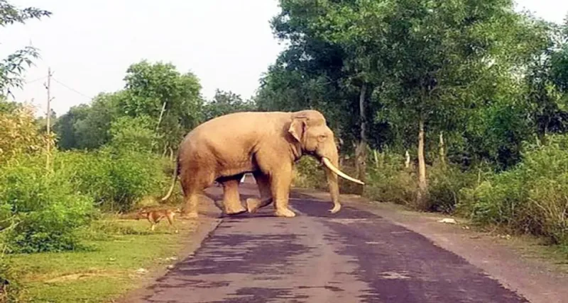 આસામ: કાઝીરંગા નેશનલ પાર્ક નજીક જંગલી હાથીના હુમલામાં વન કર્મચારી ઘાયલ