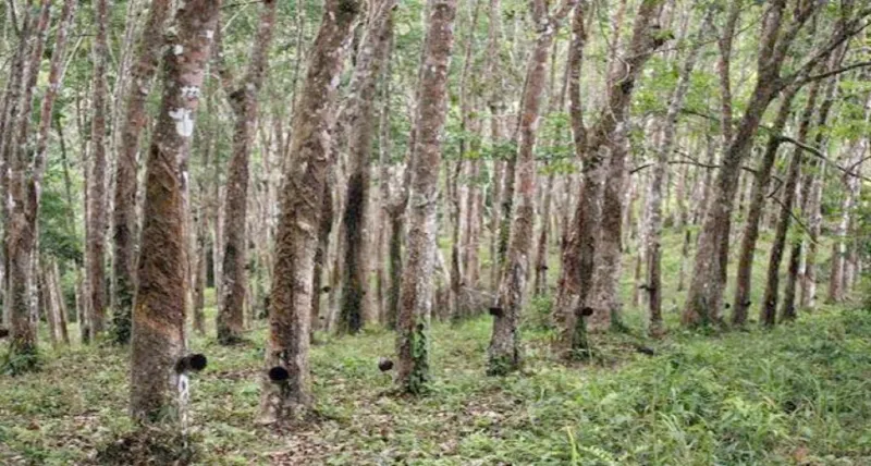 રબર ક્ષેત્ર માટે નાણાકીય સહાય FY25, FY26 માટે 23 ટકા વધારીને રૂ. 709 કરોડ કરવામાં આવી