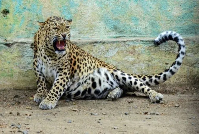 Rajasthan જોધપુરમાં દીપડાના દર્શને સર્ચ ઓપરેશન શરૂ કર્યું