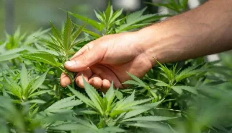 આંધ્રપ્રદેશ પોલીસે  રૂ. 26.60 લાખનો ગાંજો જપ્ત કર્યો