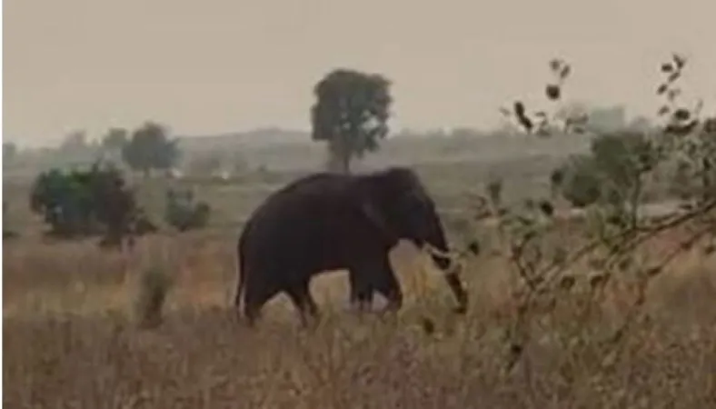 તેલંગાણાના આસિફાબાદમાં જંગલી હાથીએ બેને માર્યા