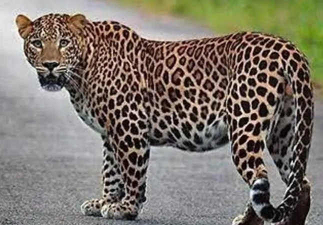 Tapi News: તાપીમાં દીપડાના હુમલામાં 4 વર્ષના બાળકનું મોત