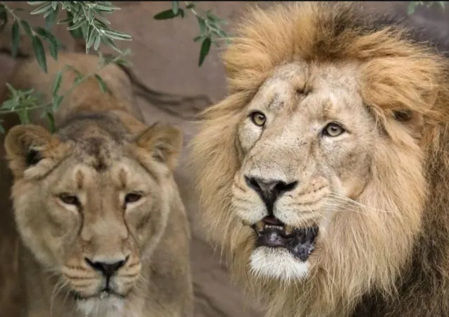 જામનગરમાં વીજ કરંટ લાગતા સિંહણનો કરૂણ અંત આવ્યો