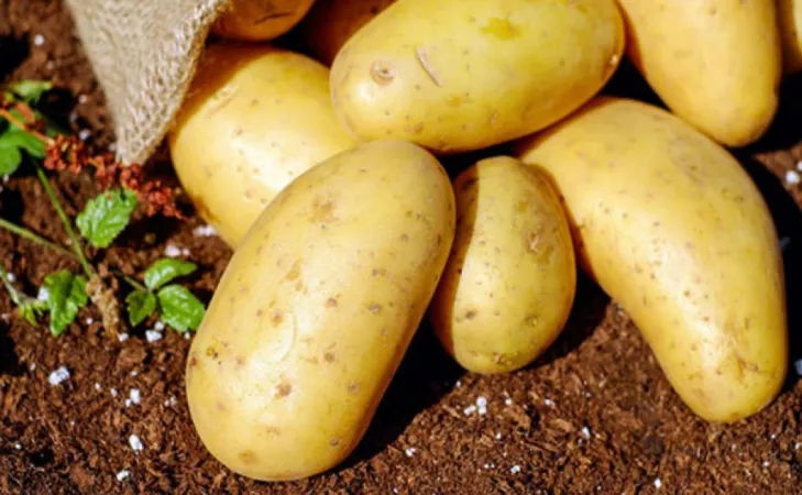 જાખામા ખાતે નાગાલેન્ડનો પ્રથમ બટાકાનો ઉત્સવ