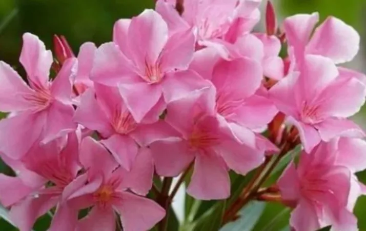 Bans Arali Flowers : કેરળ મંદિર બોર્ડે અરાલી ફૂલના ઉપયોગ પર પ્રતિબંધ મૂક્યો