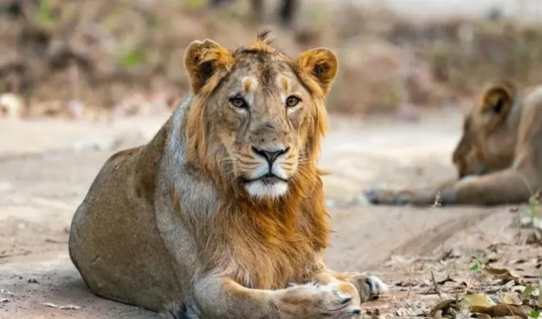 ગુજરાતના અમરેલી જિલ્લામાં 24 કલાકમાં બે સિંહો મૃત હાલતમાં મળી આવ્યા