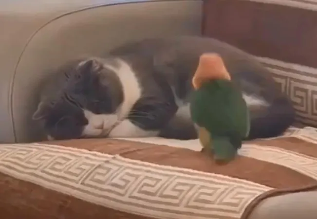 Viral News: પોપટ અને બિલાડી વચ્ચે અણધારી અને રમૂજી ક્રિયા પ્રતિક્રિયા ઝડપથી વાયરલ