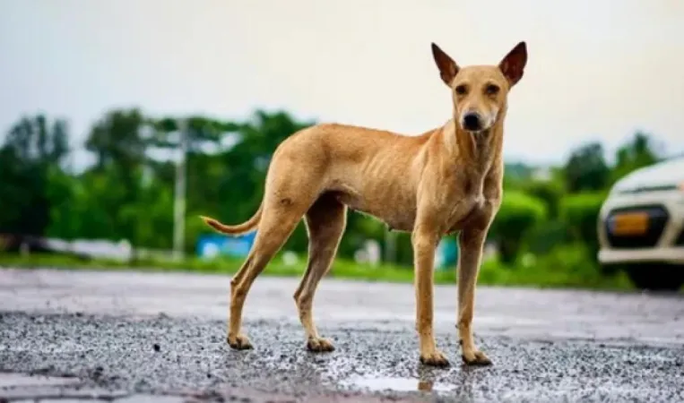 ચિંતાજનક ઘટના સામે આવી: જામનગરની હોસ્પિટલમાં માંસ ખાતા કૂતરો પકડાયો