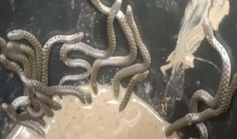 Assam : યુવાન બચાવકર્તાએ આસામના નાગાંવ જિલ્લામાં 30 થી વધુ સાપના બચ્ચાઓને બચાવ્યા