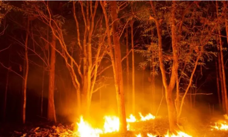 હિમાચલના બિલાસપુરના ડીંગુ જંગલમાં આગ ફાટી નીકળી