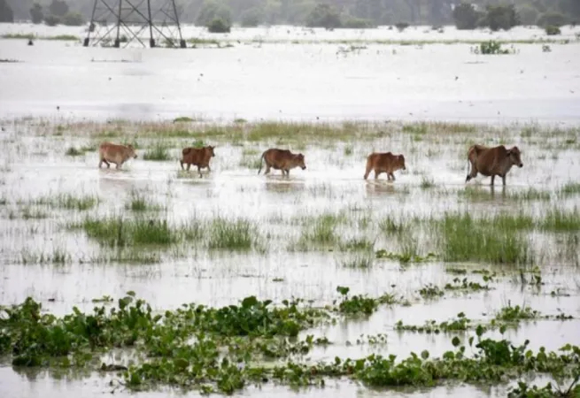 આસામના પૂરમાં કાઝીરંગા નેશનલ પાર્કમાં 6 ગેંડા સહિત 137 જંગલી પ્રાણીઓના મોત