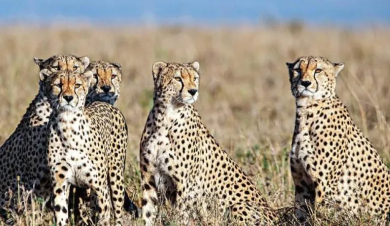 કચ્છ ટૂંક સમયમાં બનશે કુનો નેશનલ પાર્કની જેમ દીપડાઓનું બીજું ઘર 