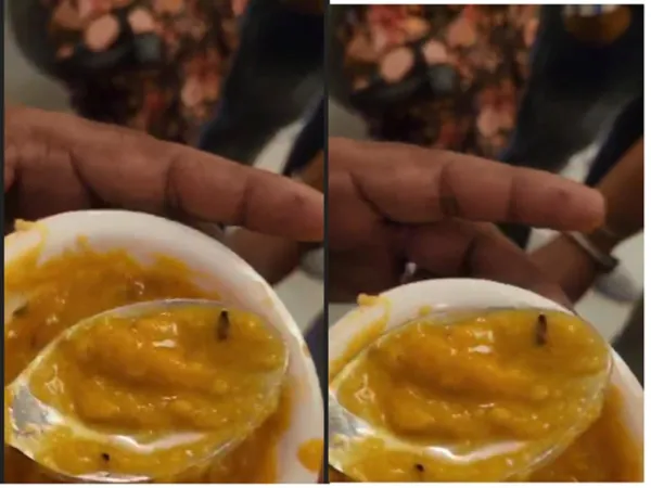 અમદાવાદની સિટી પોઈન્ટ રેસ્ટોરન્ટમાં ભોજનમાં જીવડું નીકળ્યું