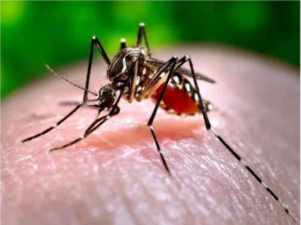 Zika Virus:  પુણેમાં 26 સગર્ભા સ્ત્રીઓ સહિત 66 ઝિકા વાયરસના કેસ નોંધાયા