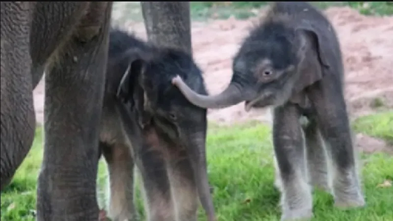દક્ષિણ મ્યાનમારના બાગો ક્ષેત્રમાં  દુર્લભ જોડિયા હાથીનો જન્મ 