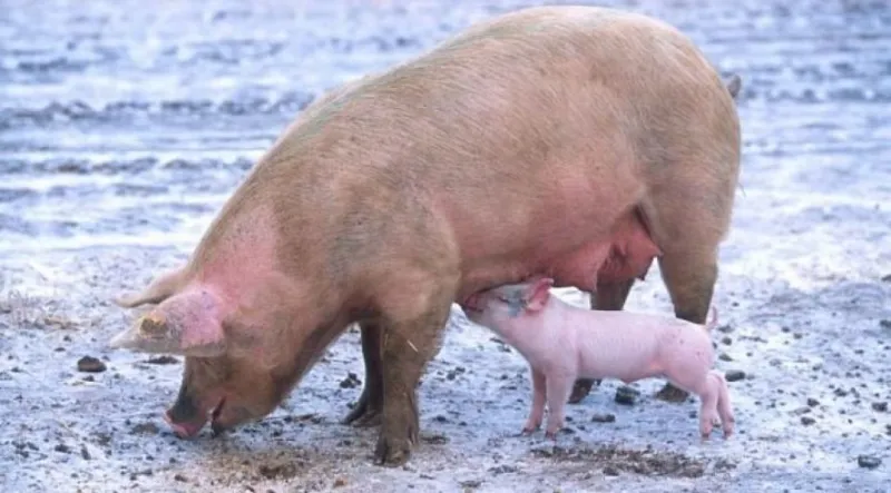મિઝોરમમાં ASFનો પ્રકોપ, અત્યાર સુધી 33,000 થી વધુ ડુક્કર મૃત્યુ પામ્યા