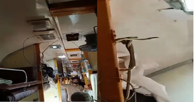 જબલપુર ટ્રેનના AC કોચમાં સાપ દેખાતા મચી અફરાતફરી