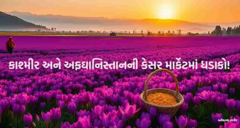 કાશ્મીરી કેસરનો ભાવ ૫ લાખથી વધુ, અફઘાનિસ્તાનથી આયાત બંધ - નવીનતમ સમાચાર