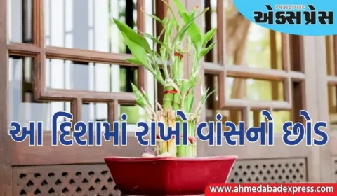 જો તમે ઘરની આ દિશામાં વાંસનો છોડ લગાવો છો, તો તમને જબરદસ્ત લાભ થશે, ખુલશે આર્થિક પ્રગતિના દરવાજા 