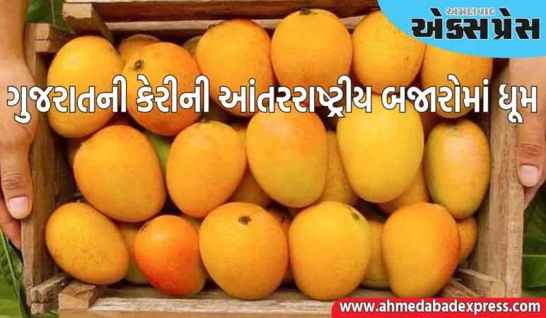 ગુજરાતની કેરીએ સ્થાનિક બજારોની સીમાઓ વટાવીને આંતરરાષ્ટ્રીય બજારોમાં ધૂમ મચાવી