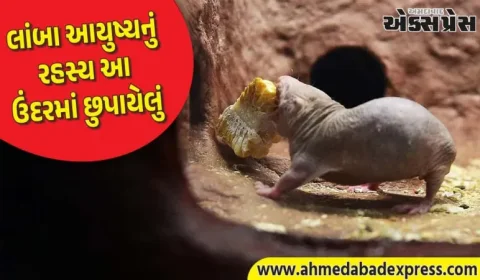 માનવીઓ માટે લાંબા આયુષ્યનું રહસ્ય આ ઉંદરમાં રહેલું છે... વૈજ્ઞાનિકો સંશોધન કરી રહ્યા છે
