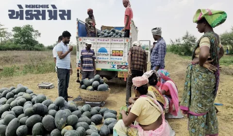 શું તમે જાણો છો કે કેમ મહારાષ્ટ્રનું સોલાપુર શહેર દેશની તરબૂચ કેપિટલ તરીકે જાણીતું છે?