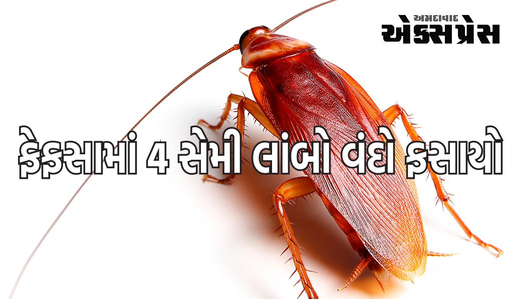 તપાસ બાદ ડોક્ટરો પણ ચોંકી ગયા હતા, ફેફસામાં 4 સેમી લાંબો વંદો ફસાઈ ગયો હતો