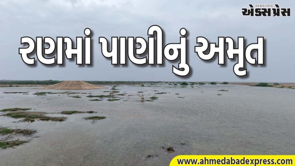 કચ્છના નાના રણમાં વન વિભાગની અદ્ભુત પહેલ, 1.35 કરોડ લિટર પાણી સંગ્રહ, વન્યજીવોનું નવું આવાસ