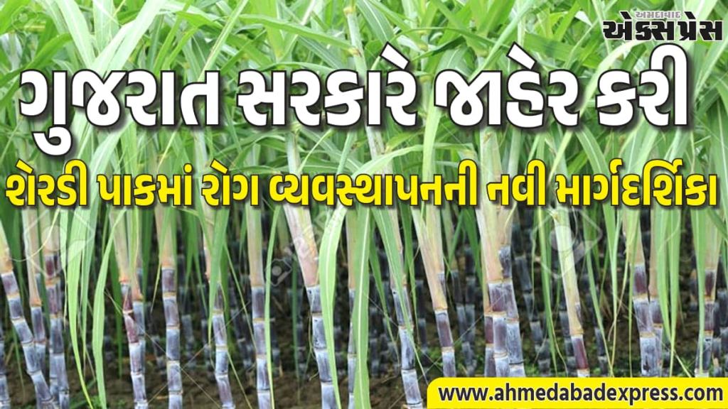 શેરડી પાકમાં જમીનજન્ય રોગોનું નિયંત્રણ કેવી રીતે કરવું? ગુજરાત ખેતી વિભાગની માર્ગદર્શિકા