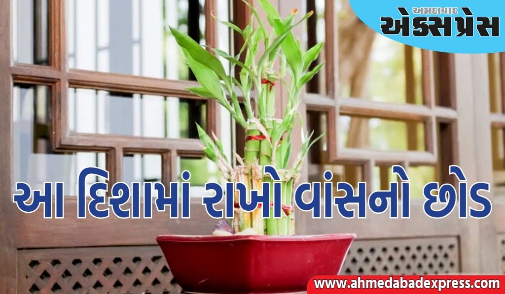 જો તમે ઘરની આ દિશામાં વાંસનો છોડ લગાવો છો, તો તમને જબરદસ્ત લાભ થશે, ખુલશે આર્થિક પ્રગતિના દરવાજા 