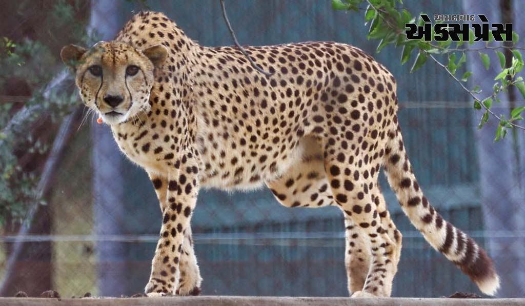 Kuno National Park:  દક્ષિણ આફ્રિકાથી લાવેલી માદા ચિત્તા 'દક્ષા'નું મૃત્યુ