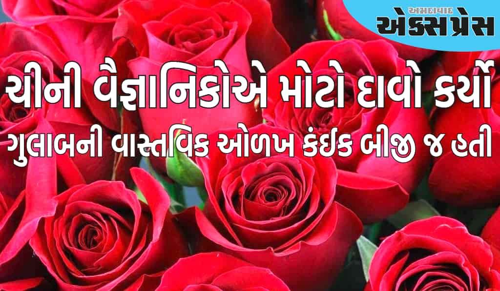 વાસ્તવિક ગુલાબ લાલ નહીં, પણ આ રંગના હોય છે, ચીની વૈજ્ઞાનિકોએ મોટો દાવો કર્યો