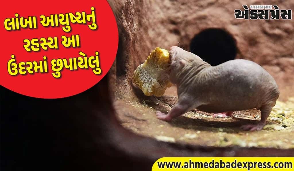 માનવીઓ માટે લાંબા આયુષ્યનું રહસ્ય આ ઉંદરમાં રહેલું છે... વૈજ્ઞાનિકો સંશોધન કરી રહ્યા છે