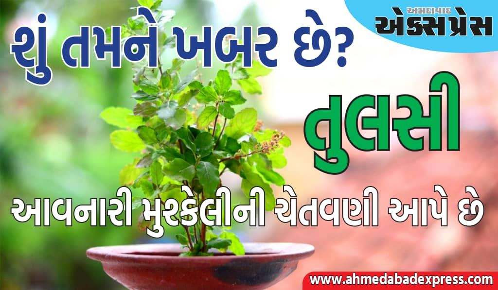 Tulsi Plant Warning Signs : તુલસી આવનારી મુશ્કેલીની ચેતવણી આપે છે, જાણો કેવી રીતે