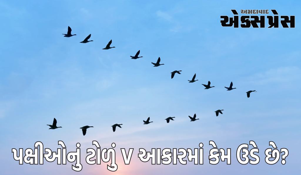 પક્ષીઓના ટોળા V આકારમાં કેમ ઉડે છે?  જાણો તેની પાછળનું વિજ્ઞાન