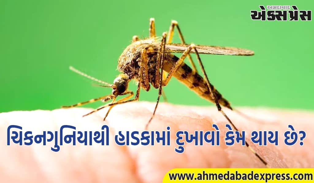 ચિકનગુનિયાથી હાડકામાં દુખાવો કેમ થાય છે? જાણો નિષ્ણાત પાસેથી