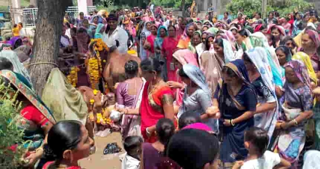 જાફરાબાદ: ખારવા સમાજની મહિલાઓએ બોળ ચોથની ગાય પૂજા કરી