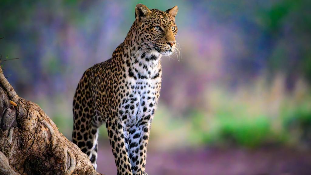 સાવધાન: સૌરાષ્ટ્રમાં દીપડાનો ખૂની આતંક! 2 વર્ષમાં 30 ના મોત અને 140 ઘાયલ, જાણો કયા વિસ્તારો છે 'ડેન્જર ઝોન'