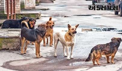 હૈદરાબાદમાં રખડતા કૂતરાના કરડવાથી 18 મહિનાના બાળકનું મોત