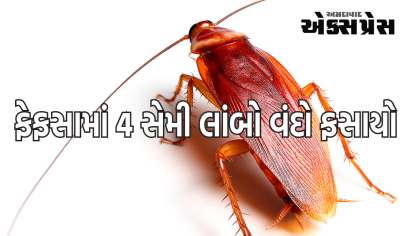 તપાસ બાદ ડોક્ટરો પણ ચોંકી ગયા હતા, ફેફસામાં 4 સેમી લાંબો વંદો ફસાઈ ગયો હતો